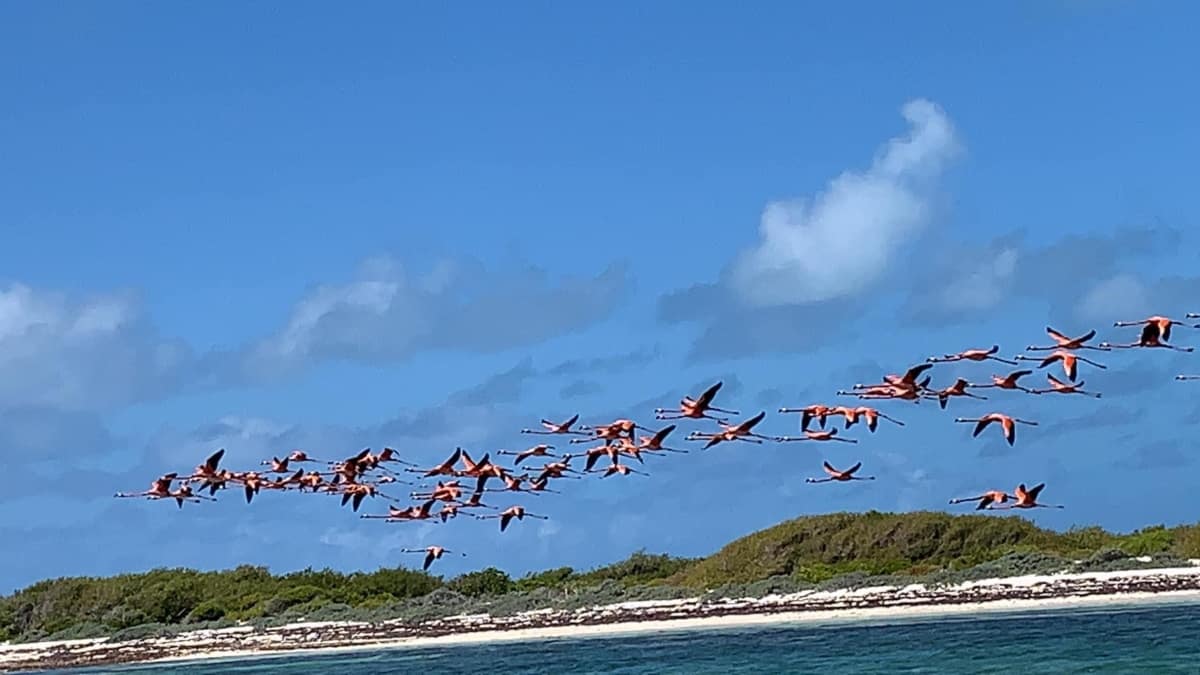 flamingos