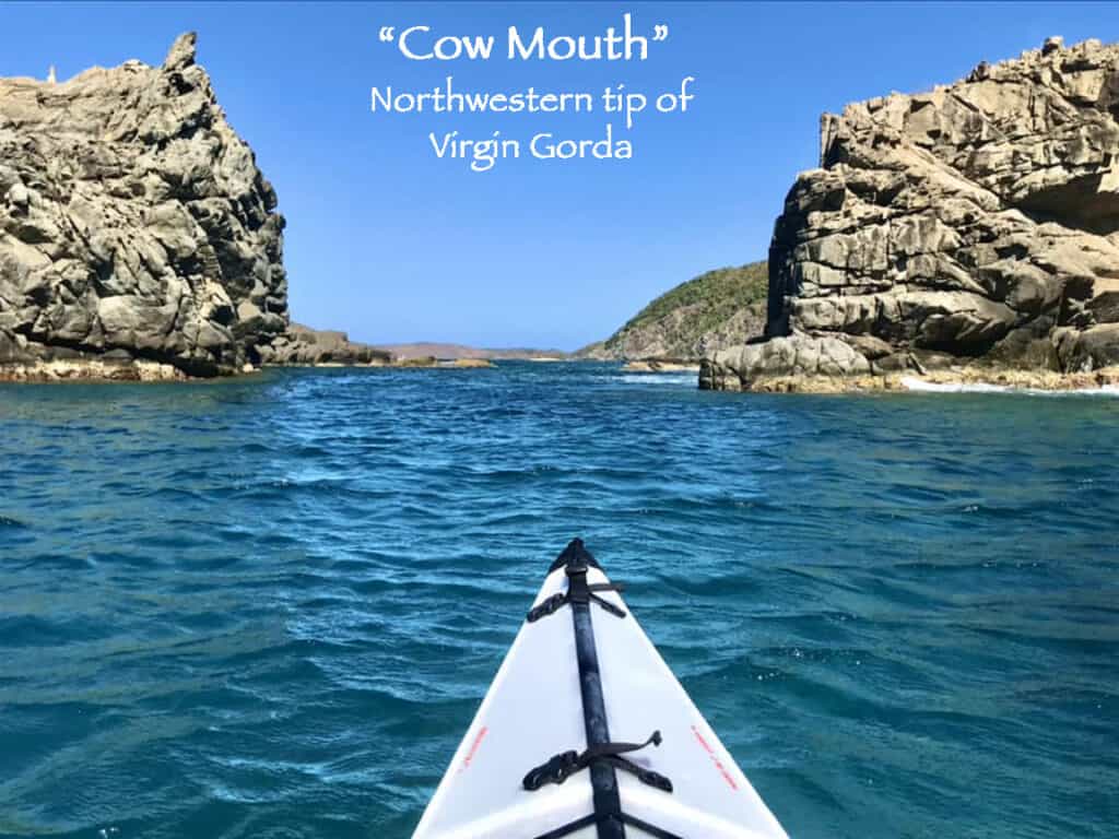 Cow Mouth