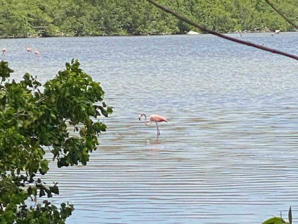Flamingo at Josiah's Bay Salt Pond